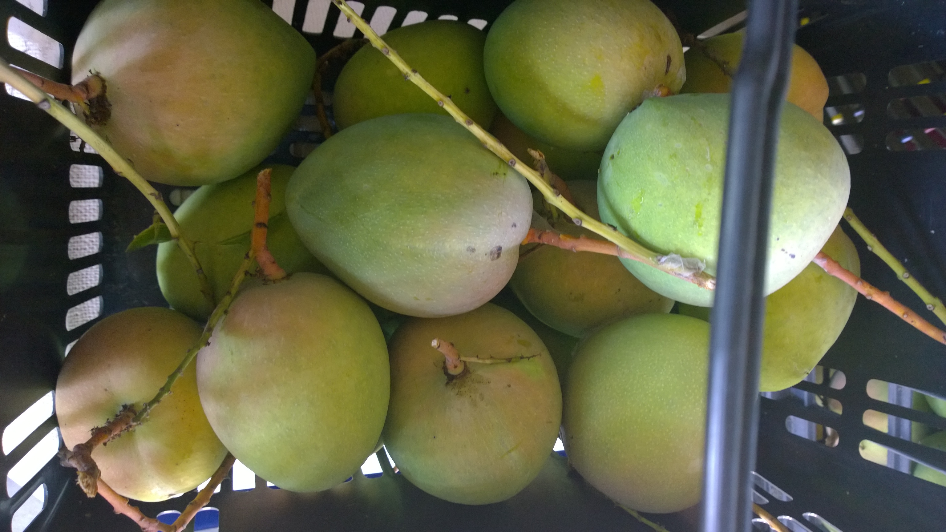 Organic-Mangoes-from-our-farm